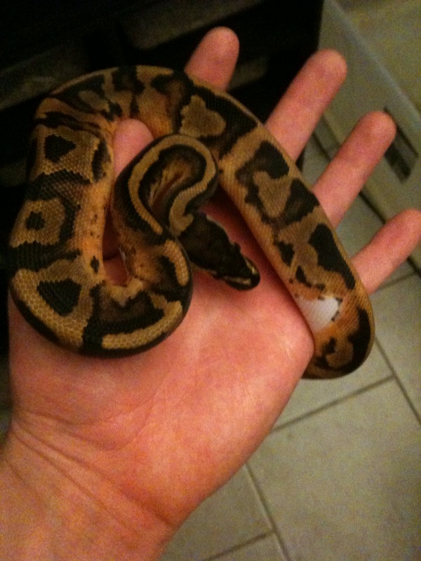 1.0 Pied