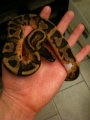 1.0 Pied