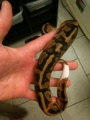 1.0 Pied