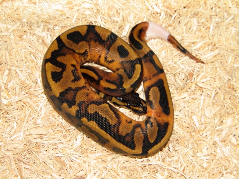 1.0 Pied