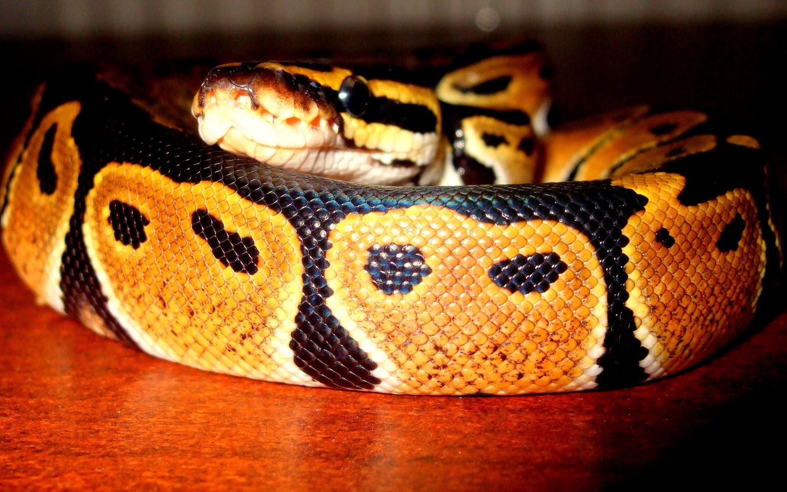 Shhhhhhnake