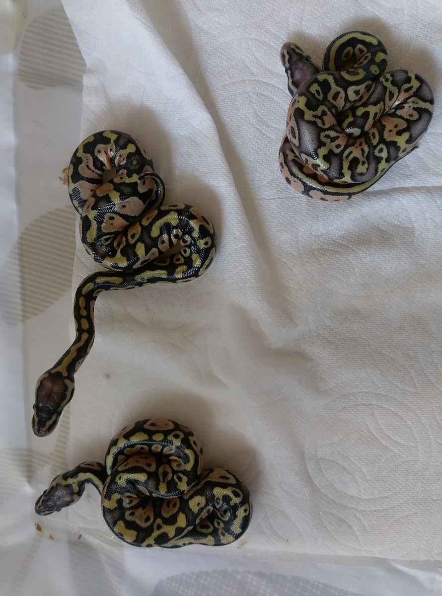 Baby Snakes