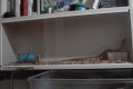 Shelf Viv