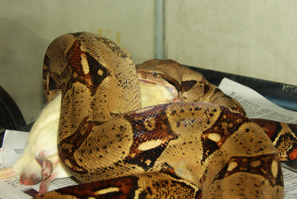 Bci Munching Down