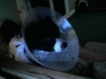 Cone Of Shame(oreo)