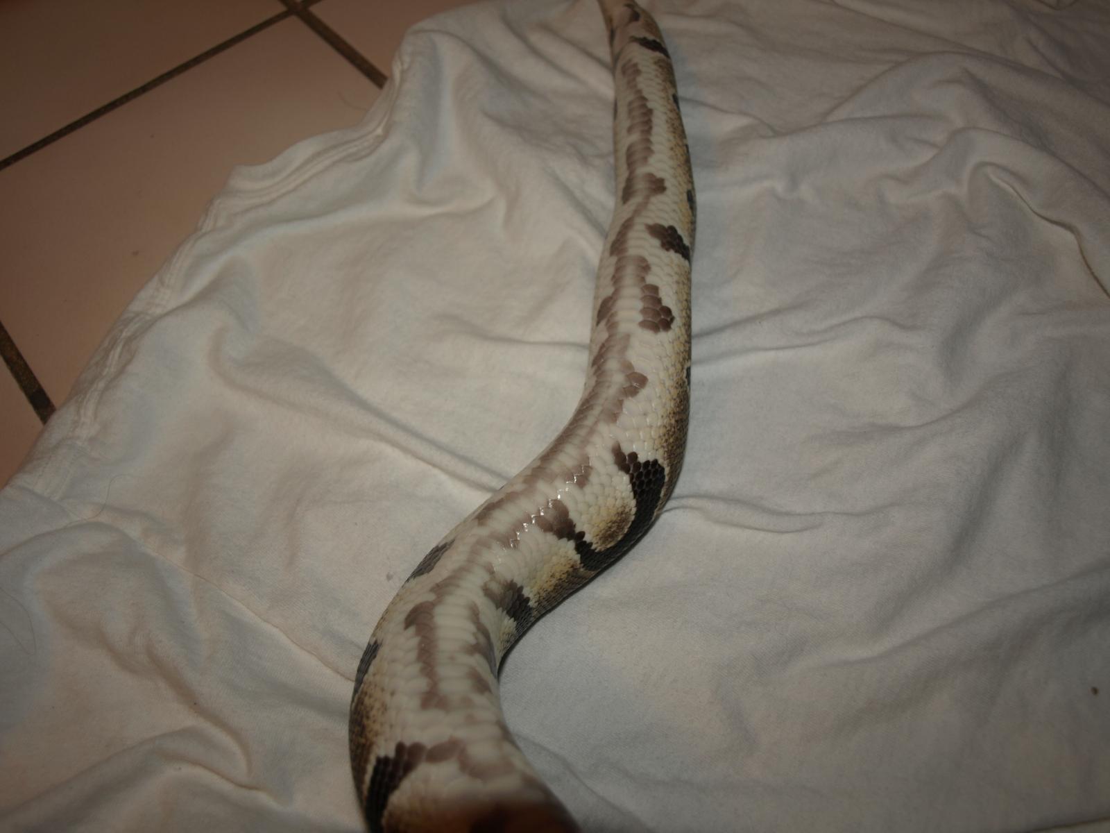 Levi My Normal (2)