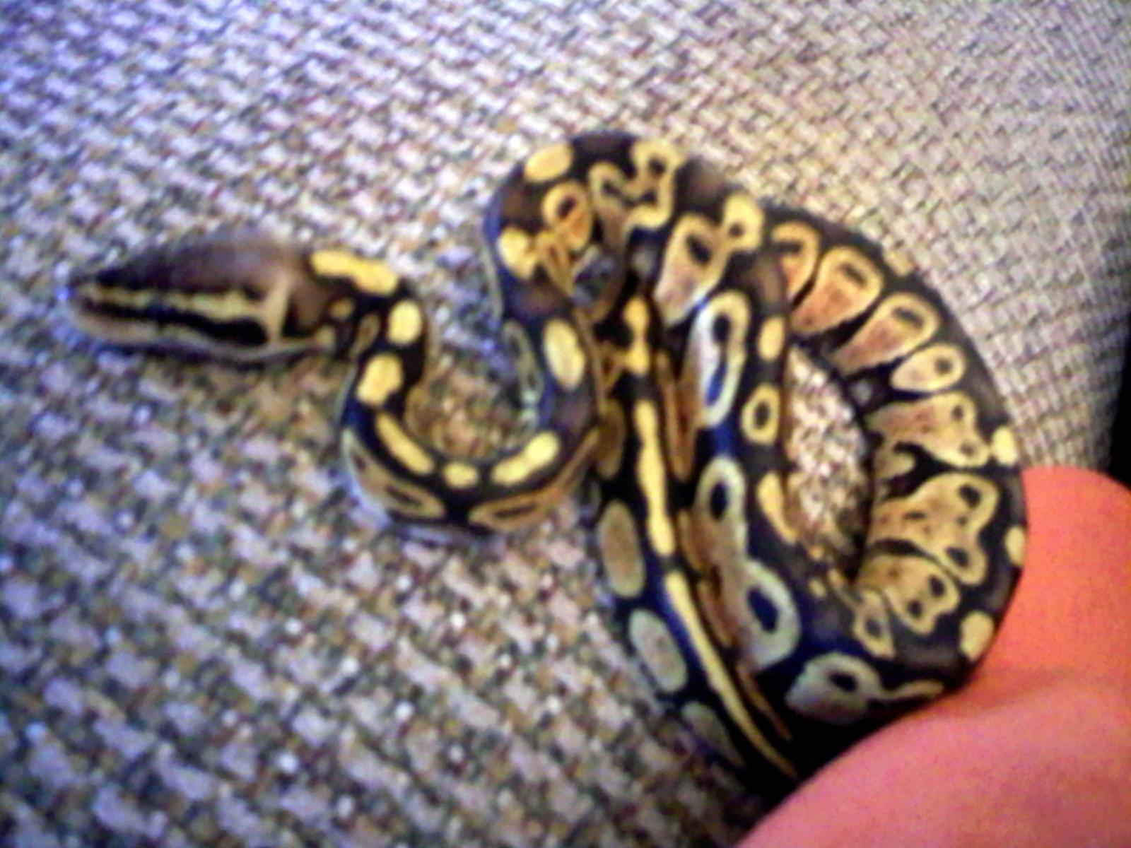 Talulah