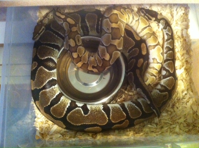 butter breeding