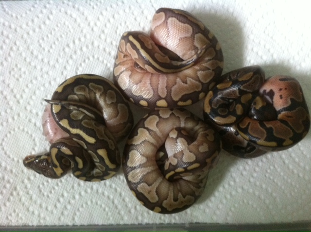 Clutch #2 2011 Hatchlings