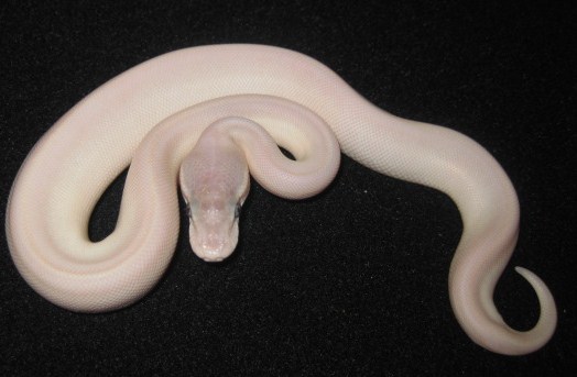 Breeder's Photo My Bel Super Mojave