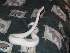 Up Periscope