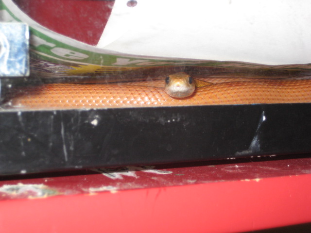 Ember Peeking
