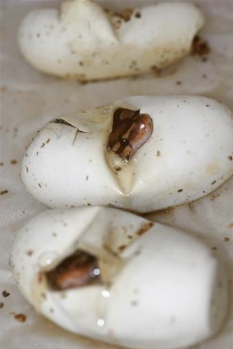 Ultramels Hatching
