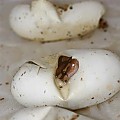 Ultramels Hatching