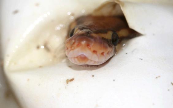 Ultramel Hatching