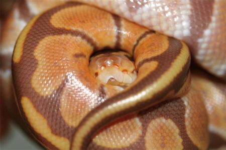 Ultramel Hatchling