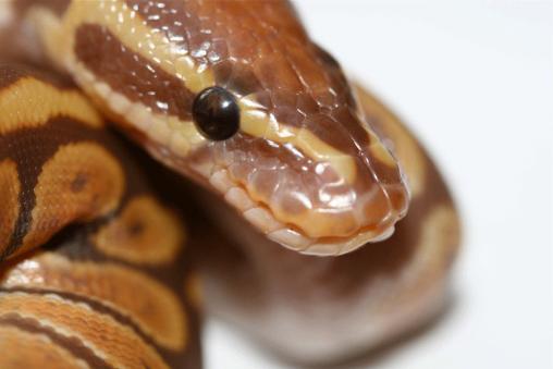Ultramel Hatchling