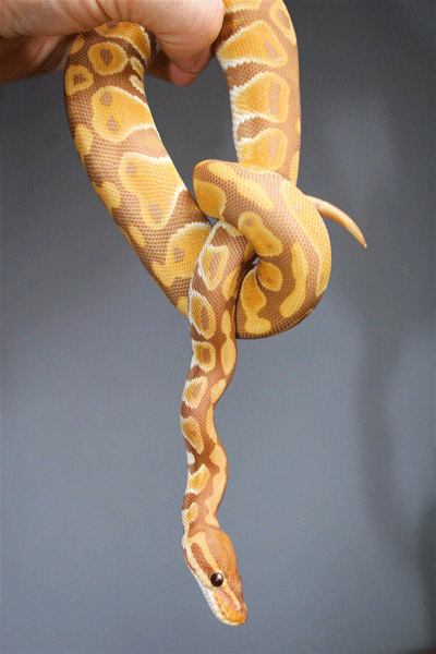 Ultramel Male