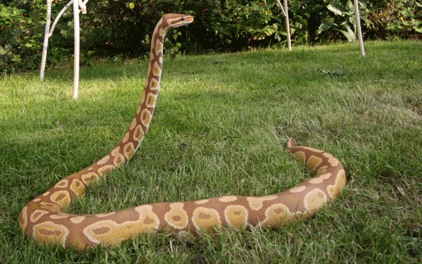 Ultramel Female