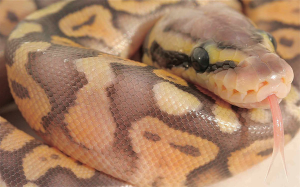 Super Pastel Orange Ghost