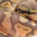 Super Pastel Orange Ghost