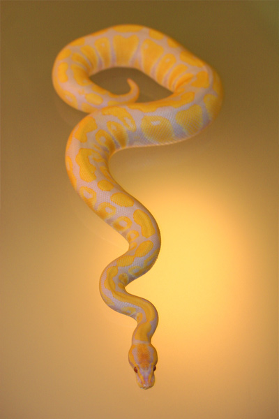 Lavender Albino
