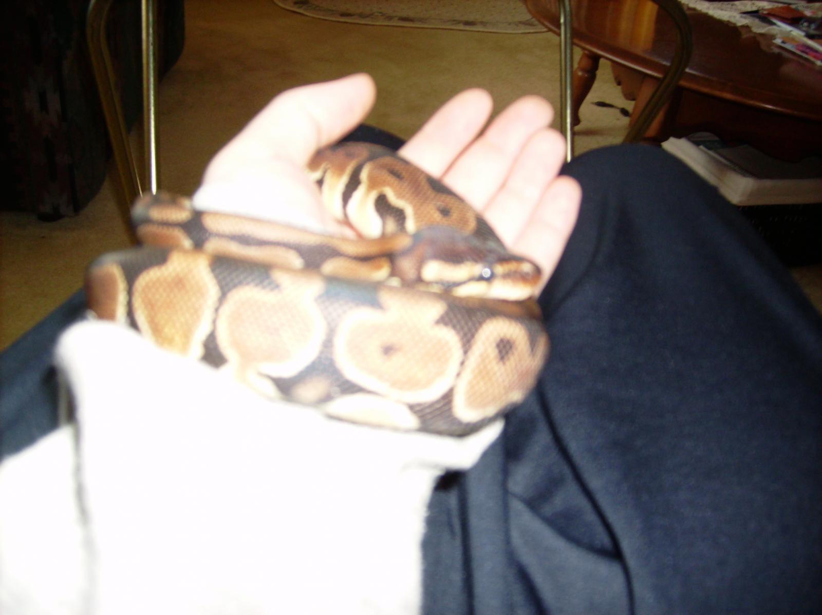 My First Ball Python