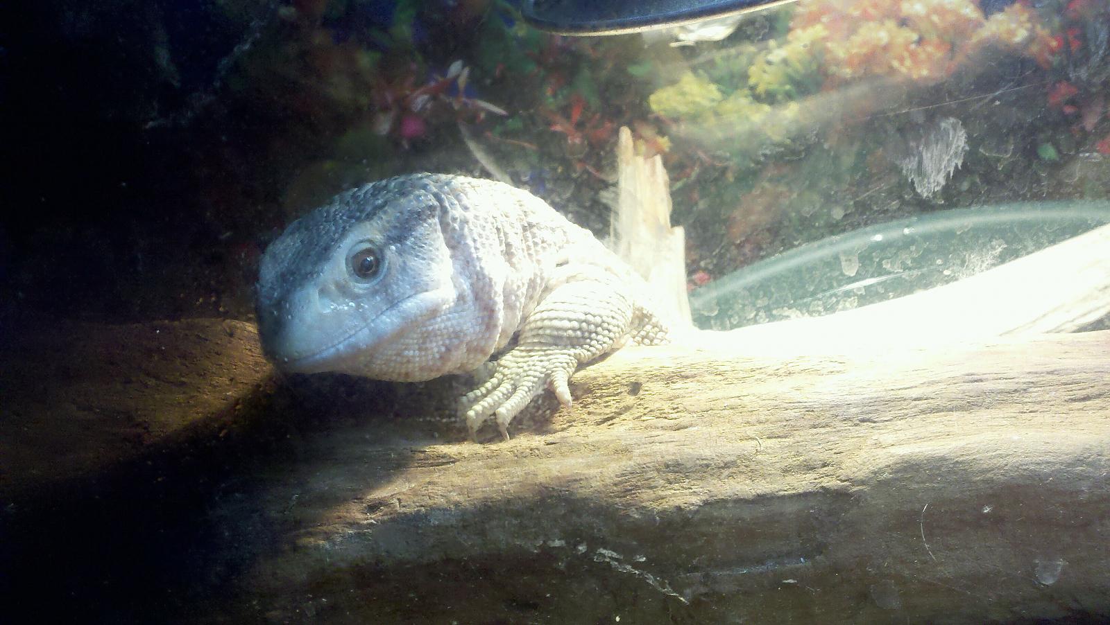 hercules savannah monitor
