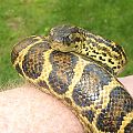 Yellow anaconda