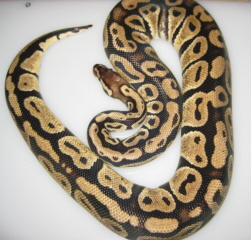 Female 2008  Pastel Ball Python
