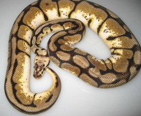 Female 2008 Bumblebee Ball Python