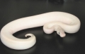 Female 2009 Ivory Possible Vanilla Ball Python