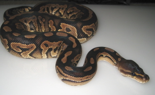 Male 2009 Cinny 100het Pied