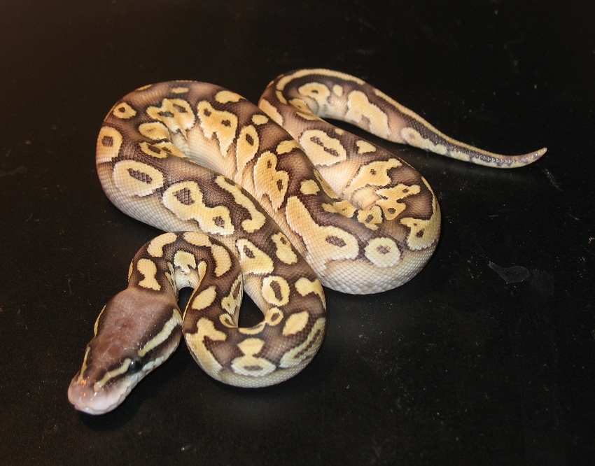 pastel lesser 100 het. albino female