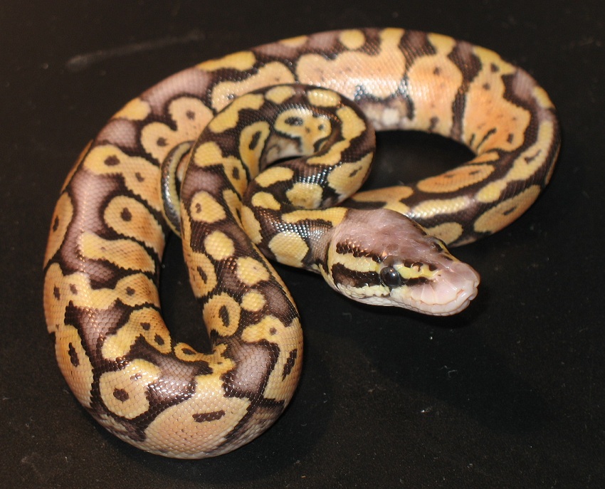 super pastel 100 het. albino male