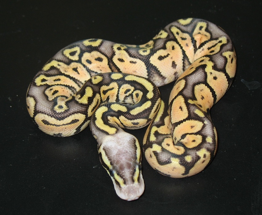 super pastel 100 het albino female