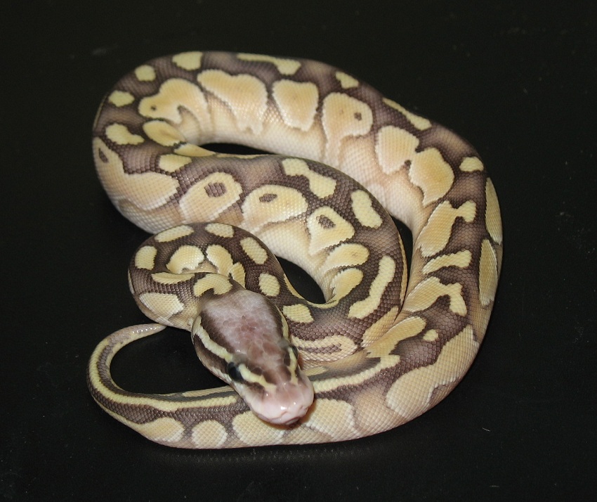 super pastel lesser 100 het albino female