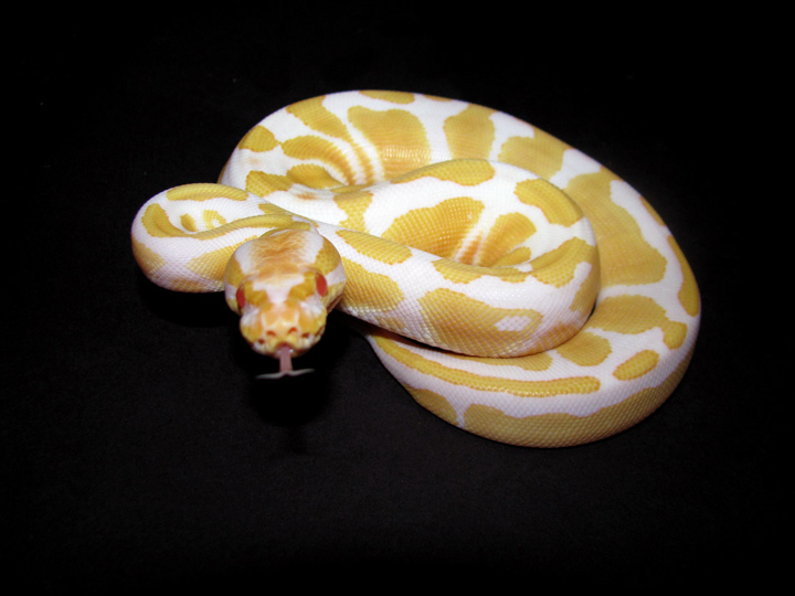 2011 female albino