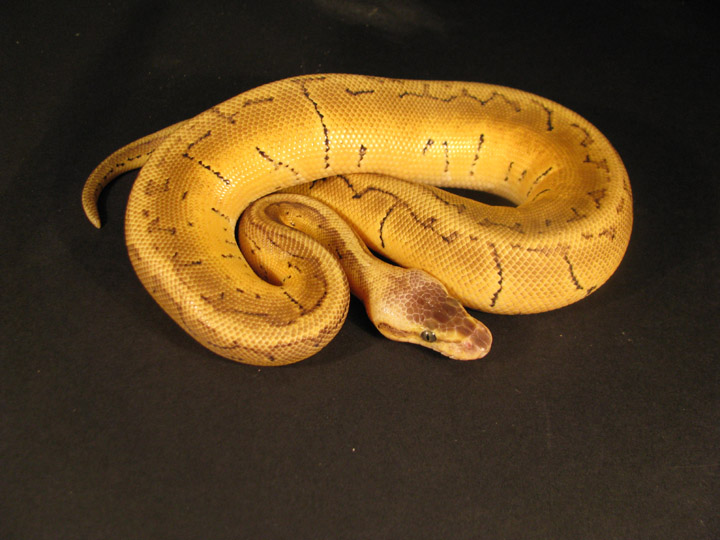 male spinner 2011
