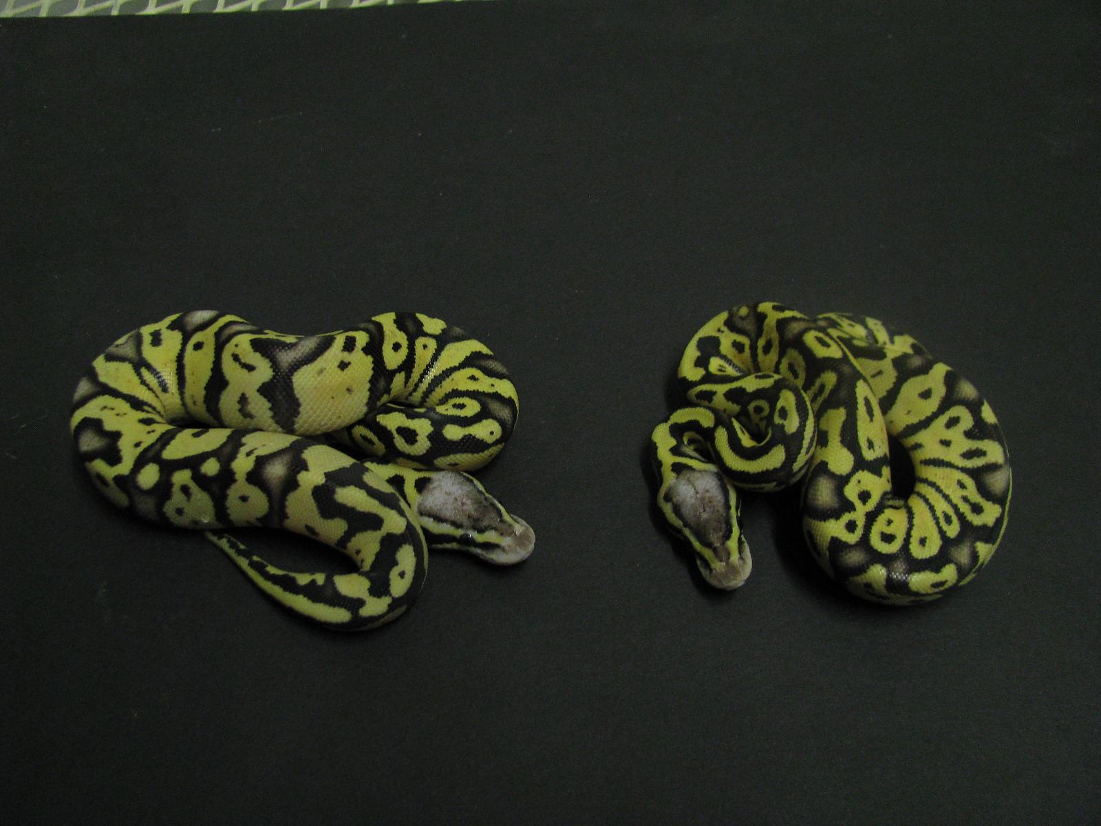 2012 pastel enchi females