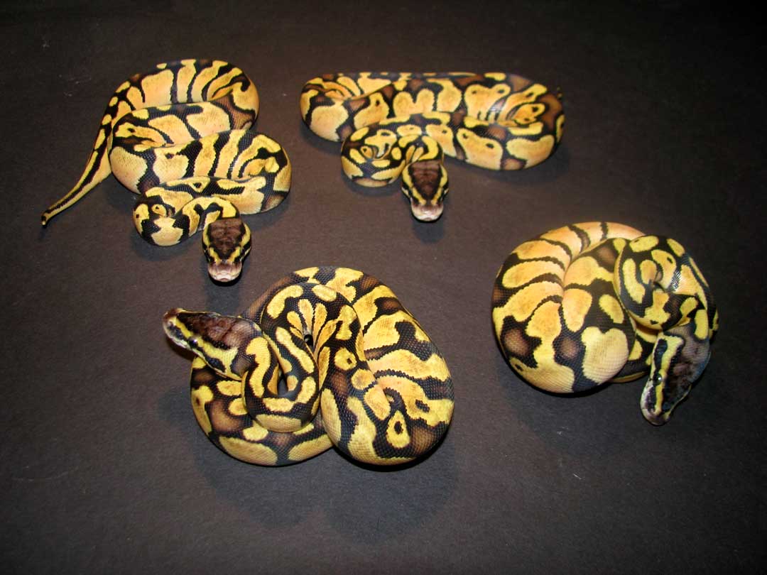 2012 pastel enchi females