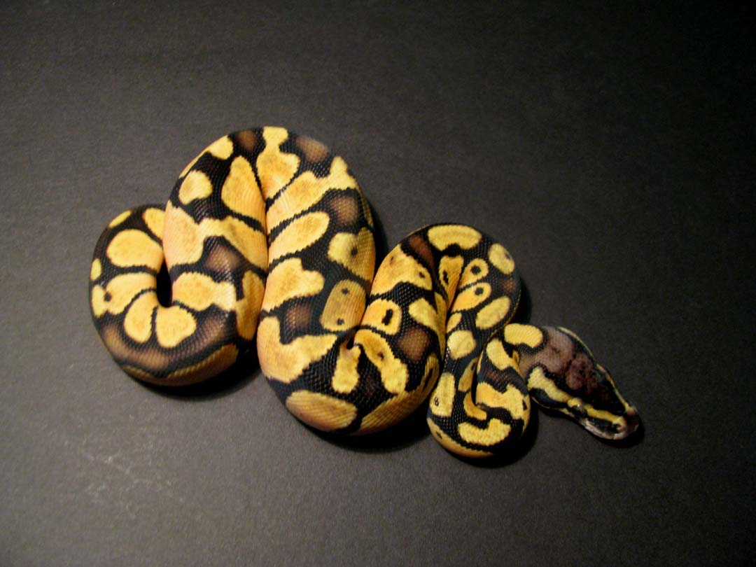 2012 pastel enchi female