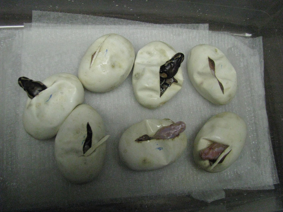albino hatchlings