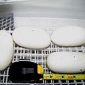 big ball python eggs
