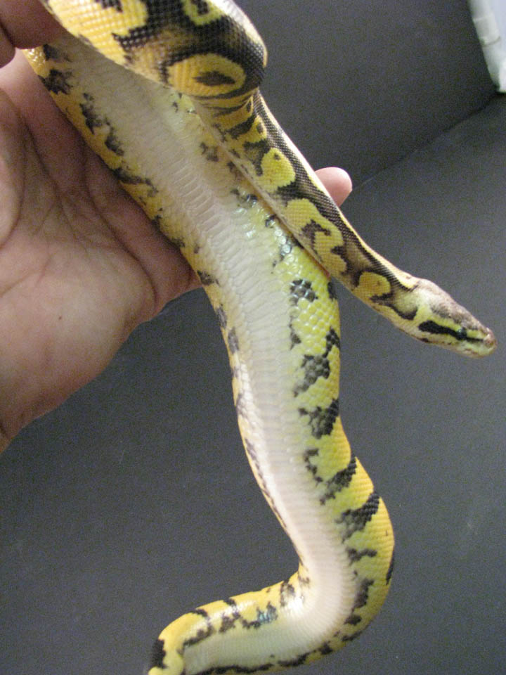 firefly clean belly