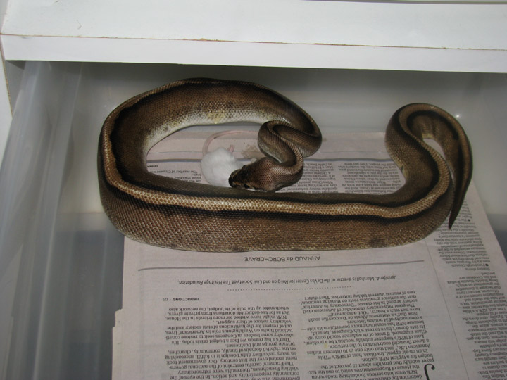 g stripe male