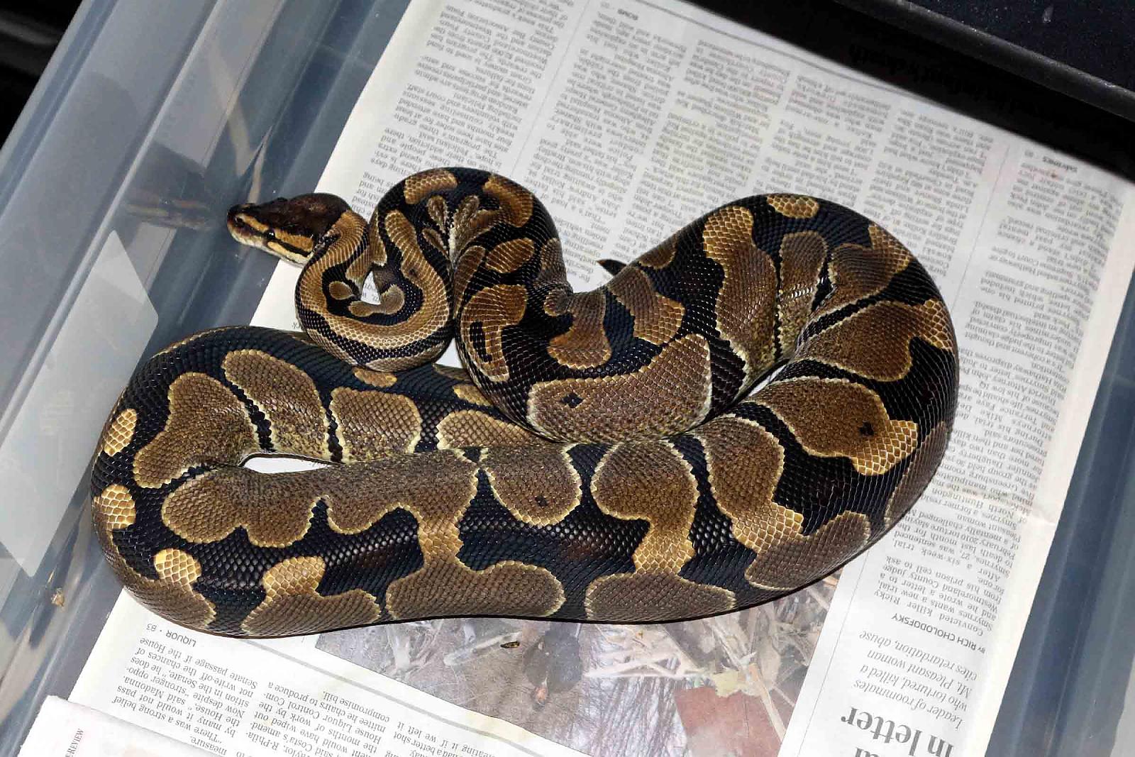 female het clown