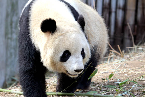 giant panda