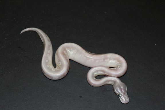 2013 purple passion female