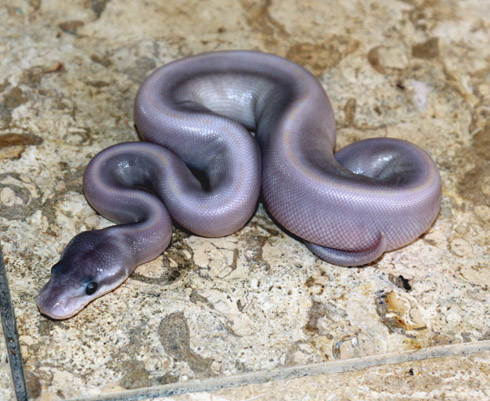 a purple snake